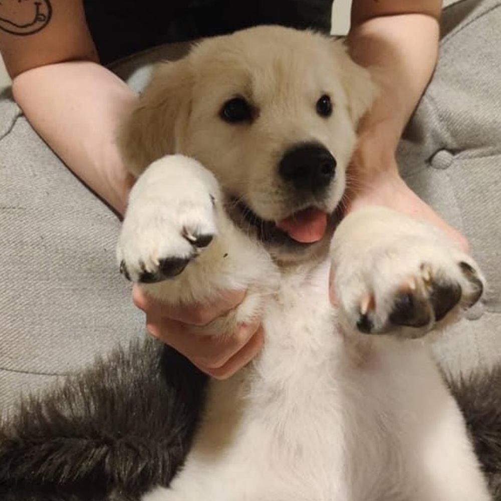 Meet your Posher, Kim